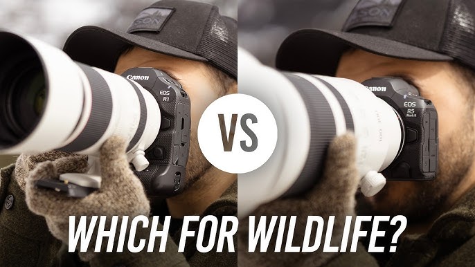 What is the Best Canon Camera for Bird Photography