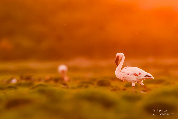 What is the Best Setting for Bird Photography