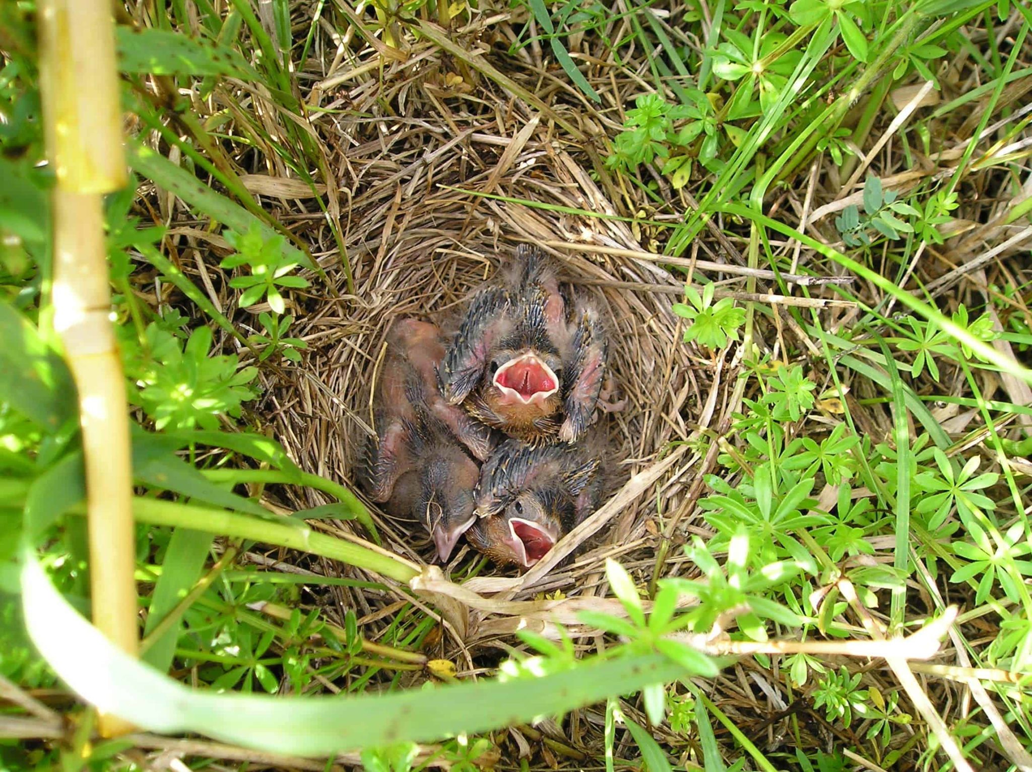 What is the Birds Habitat