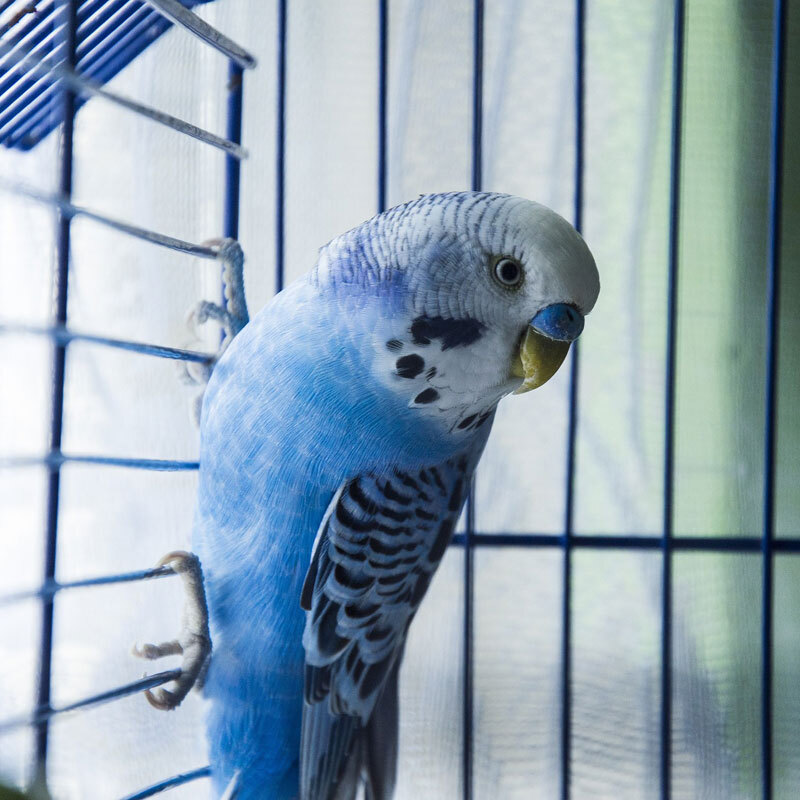 What is the Blue Pet Bird