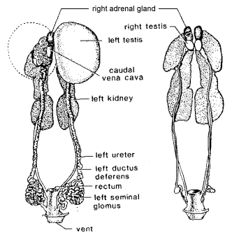 What is the E.V.P in Bird Anatomy