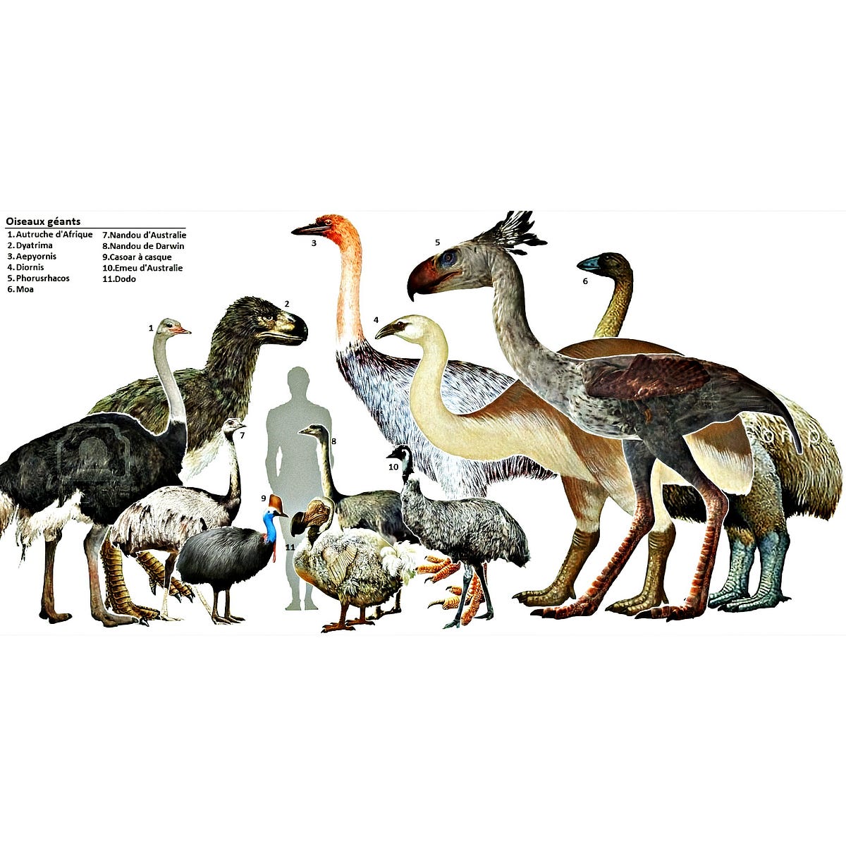 What is the Largest Bird Species on Earth