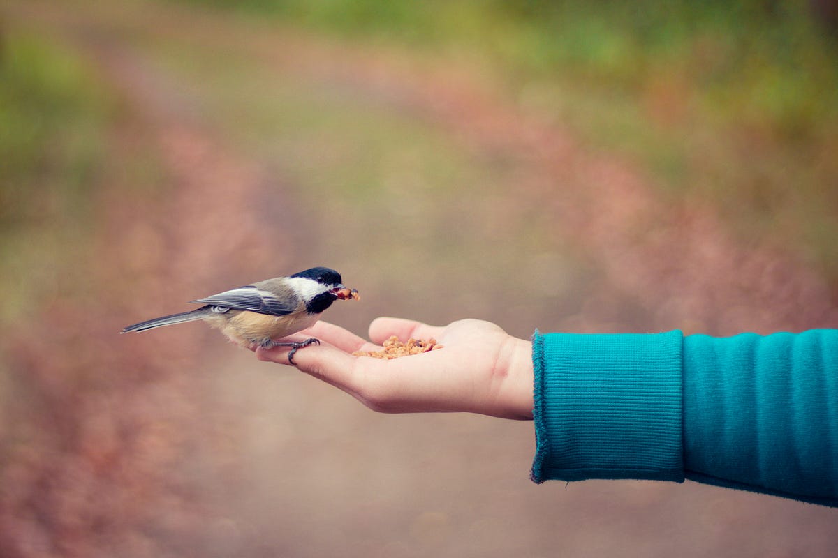What is the Meaning of Feed the Birds