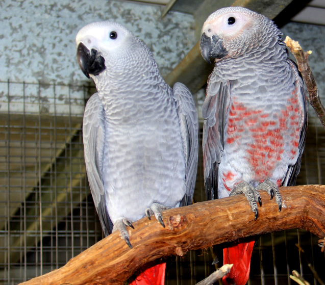What is the Smartest Bird for a Pet
