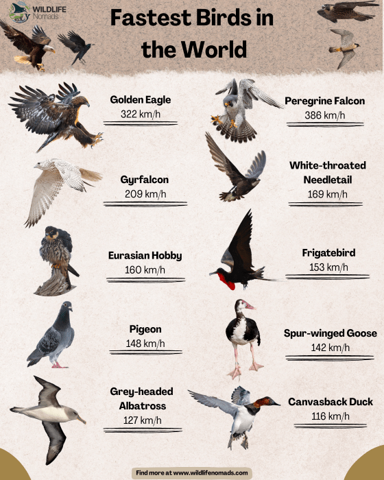 What is the World'S Fastest Species of Bird
