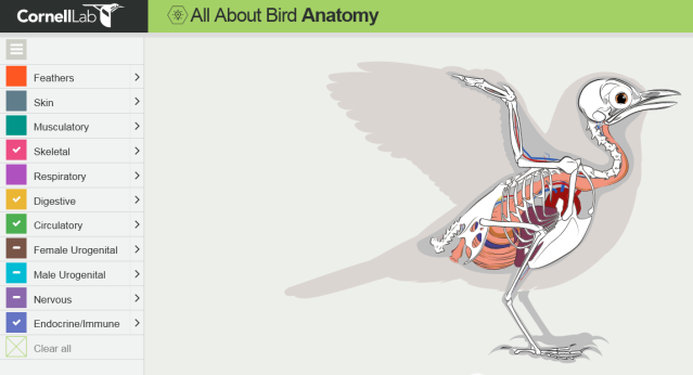 What is Unique About Bird Anatomy