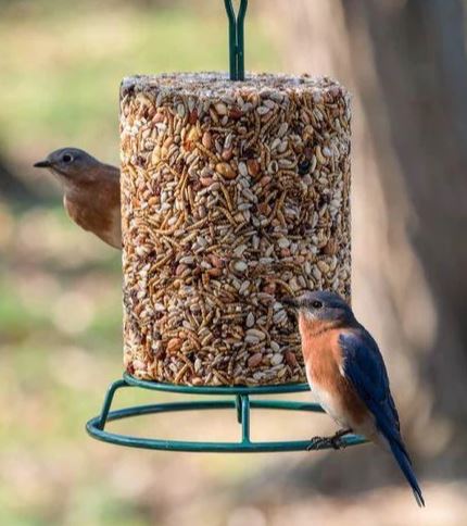 What Kind of Bird Feeder Do Blue Birds Like