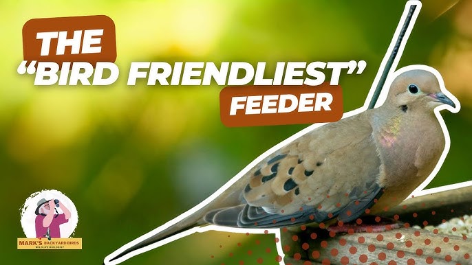 What Kind of Bird Feeder is Dove Free