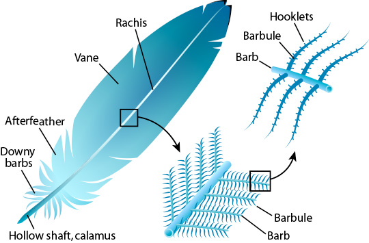 What Makes Birds Able to Fly Anatomy
