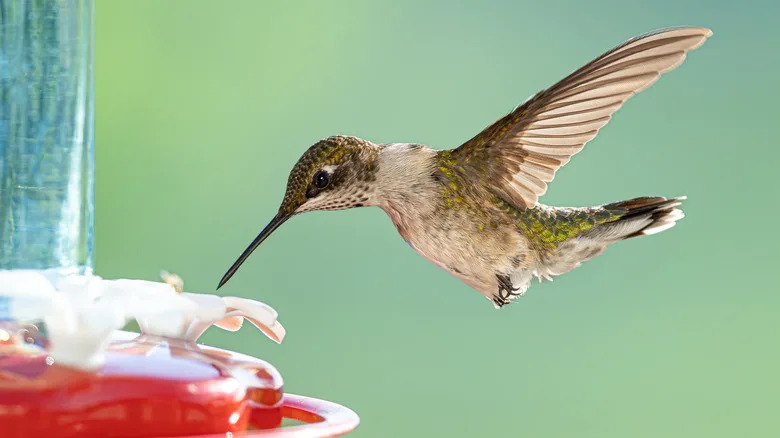 What Makes Humming Birds Not Come Back to the Feeder