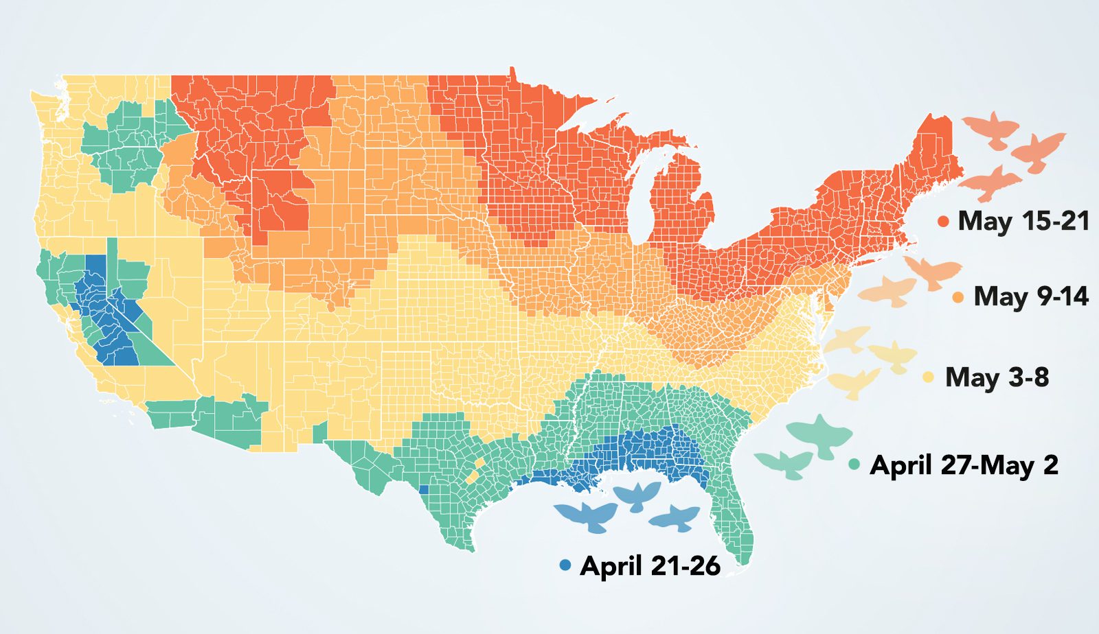 What Month are Birds in Costa Rica Migration Patterns