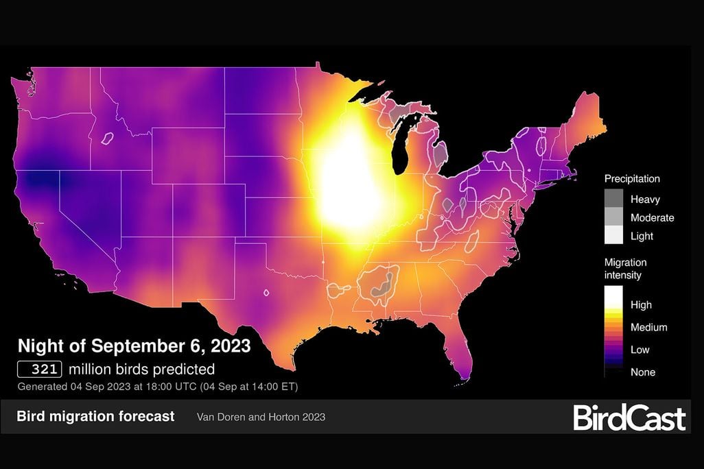 What Months Go Birds Migrate