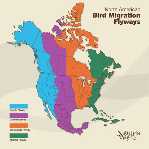What North American Birds Migrate