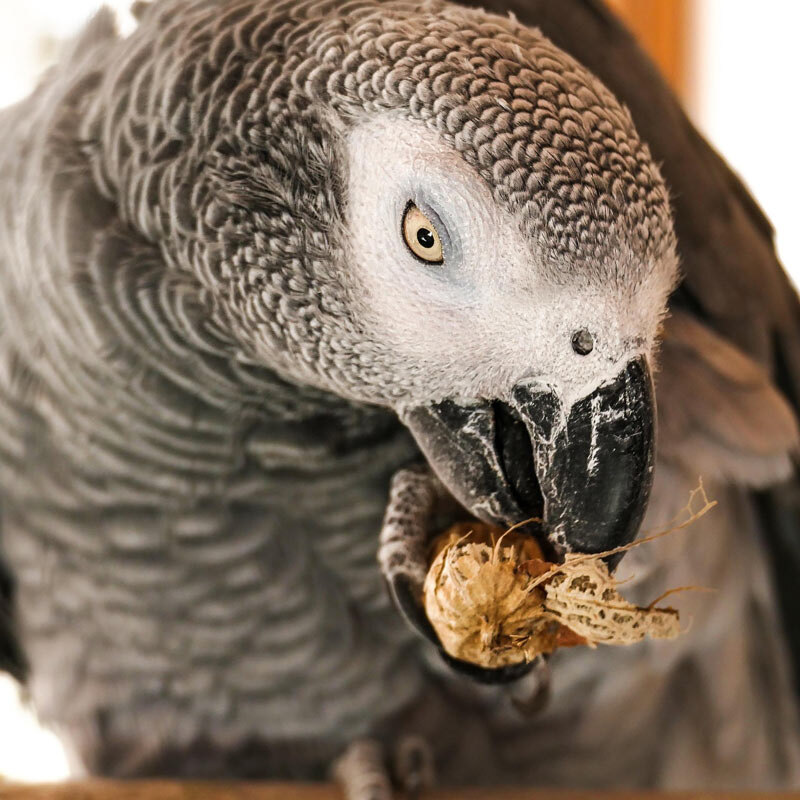 What Not to Feed Pet Birds