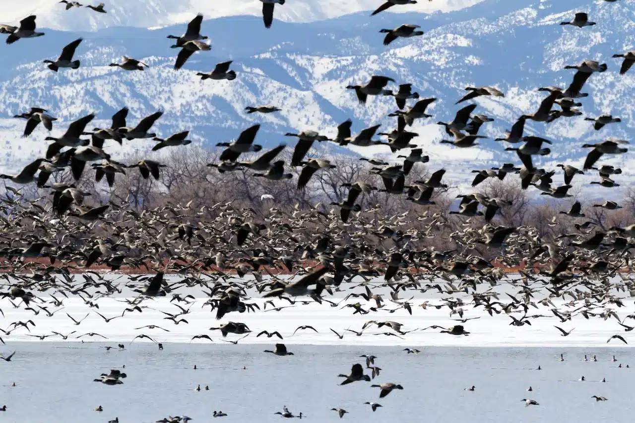 What Other Animals Migrate Besides Birds