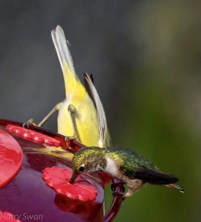What Other Birds Will Eat from a Hummingbird Feeder