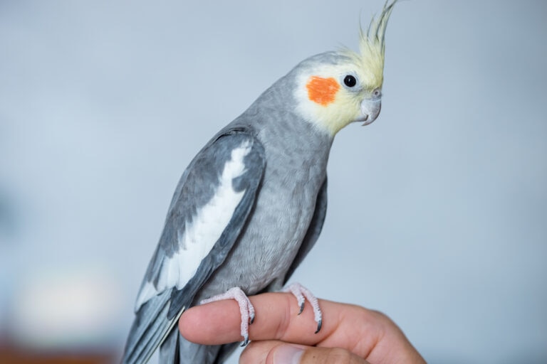 What Percent of Pet Birds Get Psittacosis
