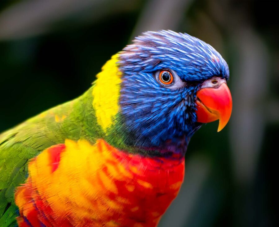 What Pet Bird Do I Have Its Green Red