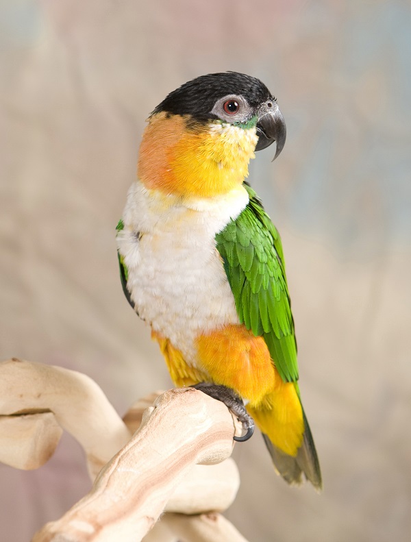 What Pet Bird is Easiest to Tame