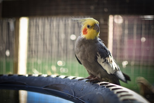 What Pet Bird Should You Get