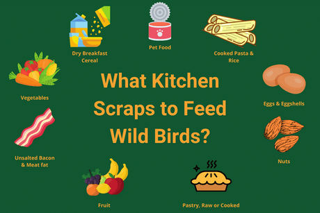 What Scraps Can I Feed the Birds