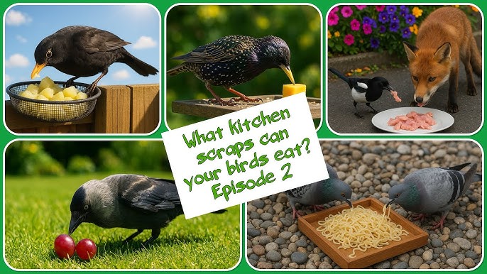 What Scraps Can I Feed Wild Birds