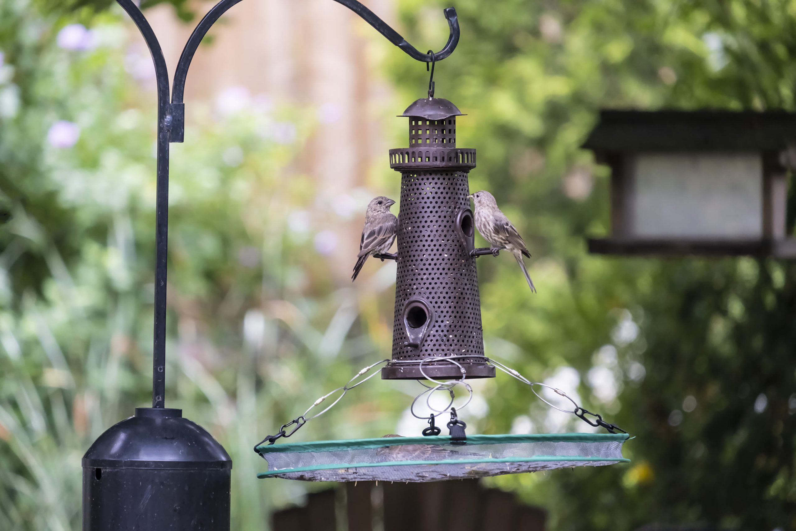 What Should I Do With Sunflower Shells under Bird Feeder