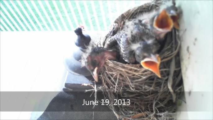 What Should I Feed Baby Birds