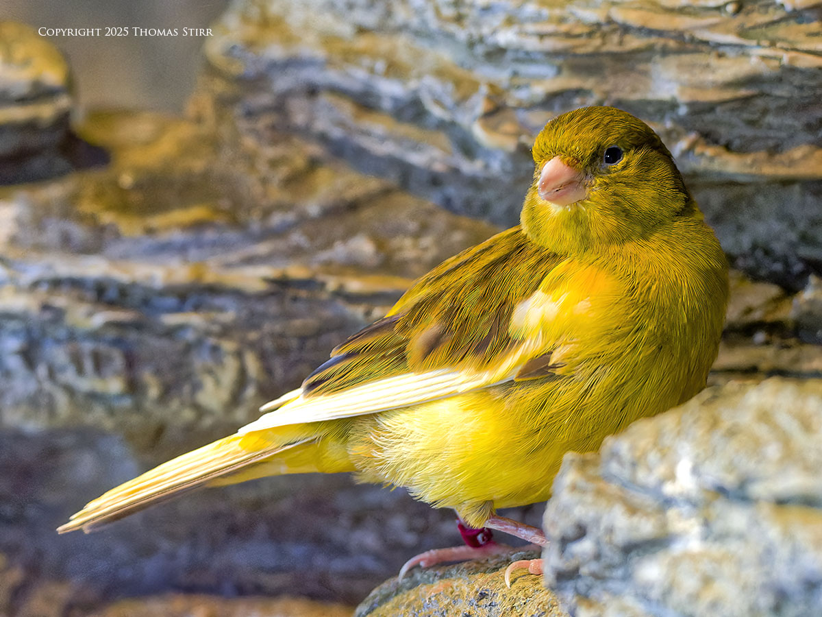 What Shutter Speed for Bird Photography