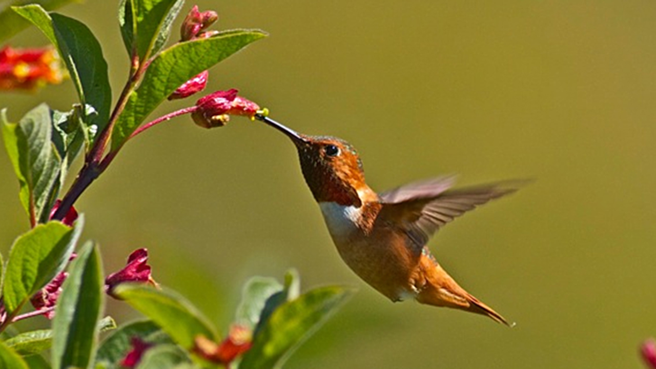 What Species of Bird are You