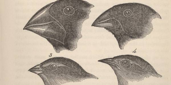 What Species of Bird Did Darwin Describe