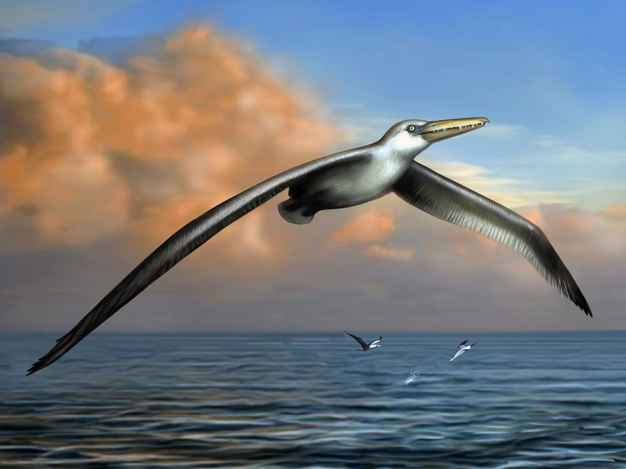 What Species of Bird Has the Longest Wingspan