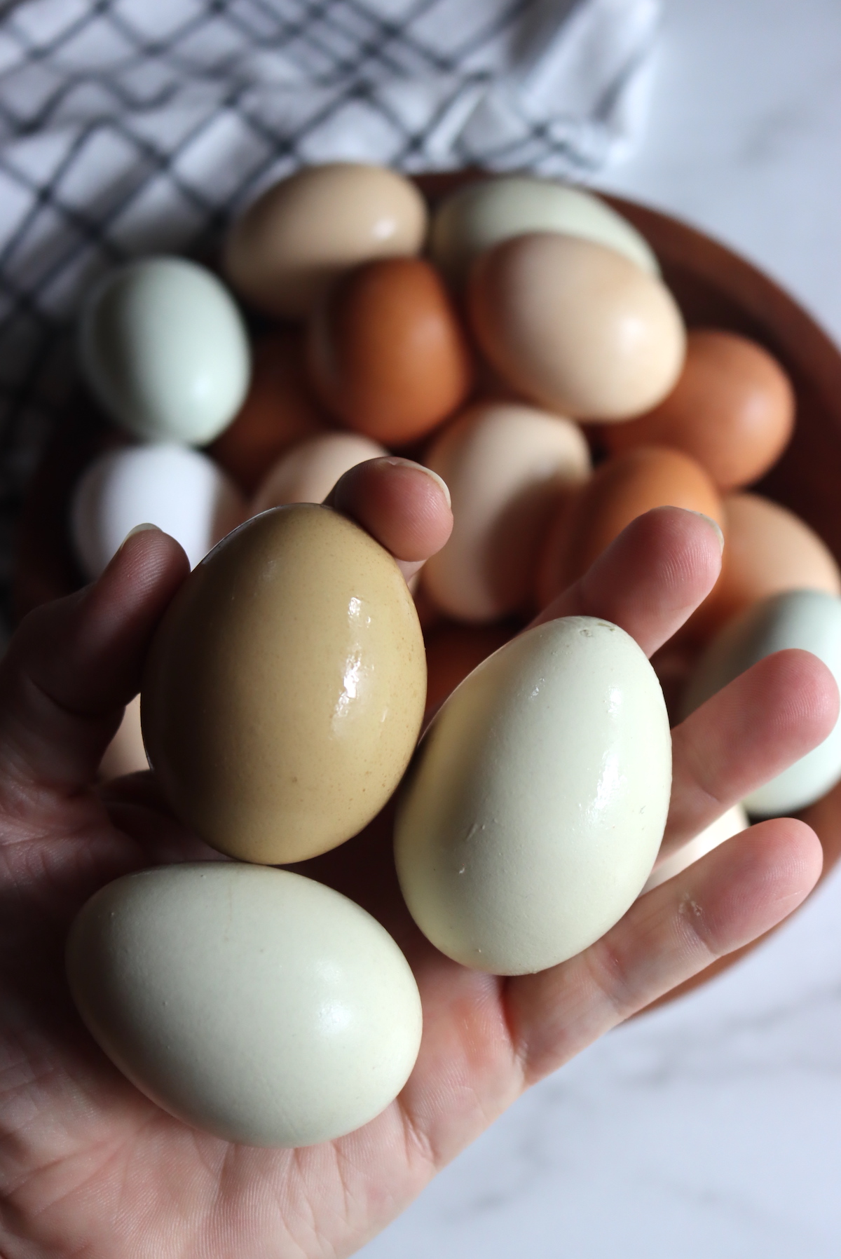 What Species of Bird Lays Olive Green Eggs