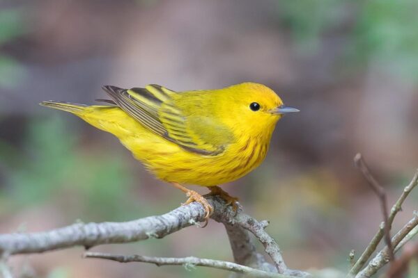What Species of Birds Have Salt Glands