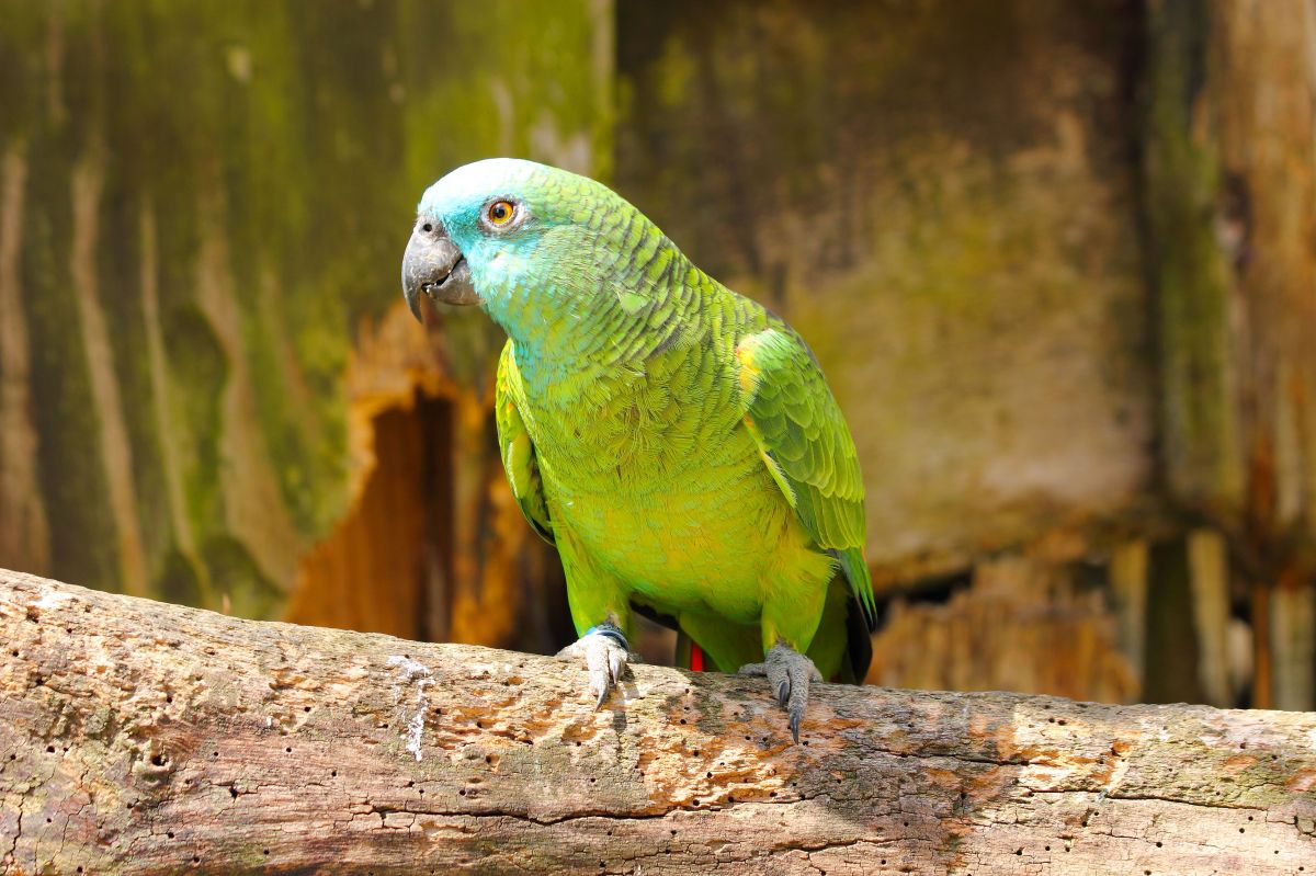 What Species of Birds Talk