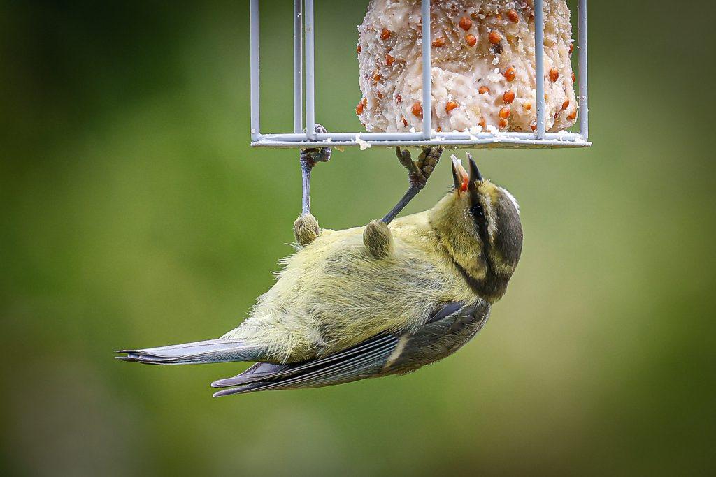 What Time Do Garden Birds Feed