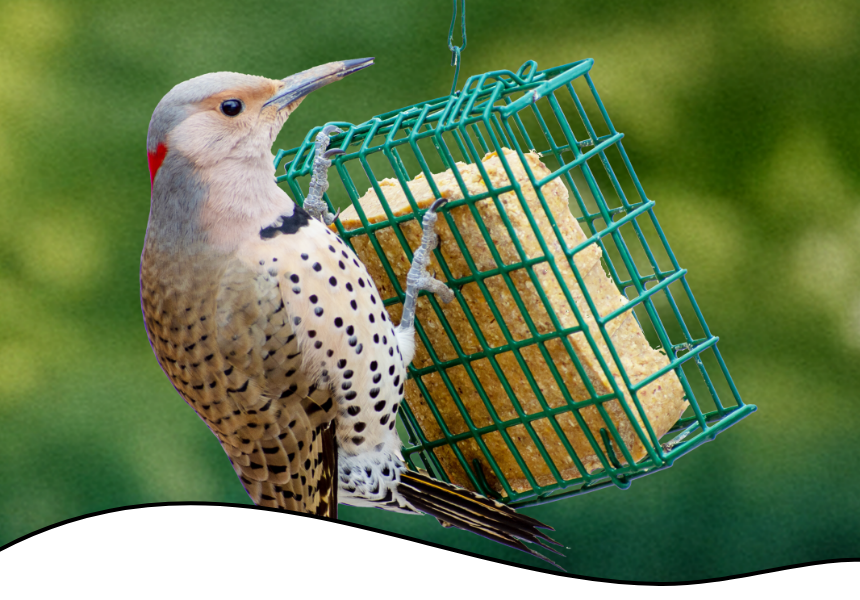 What Time Do Wild Birds Feed