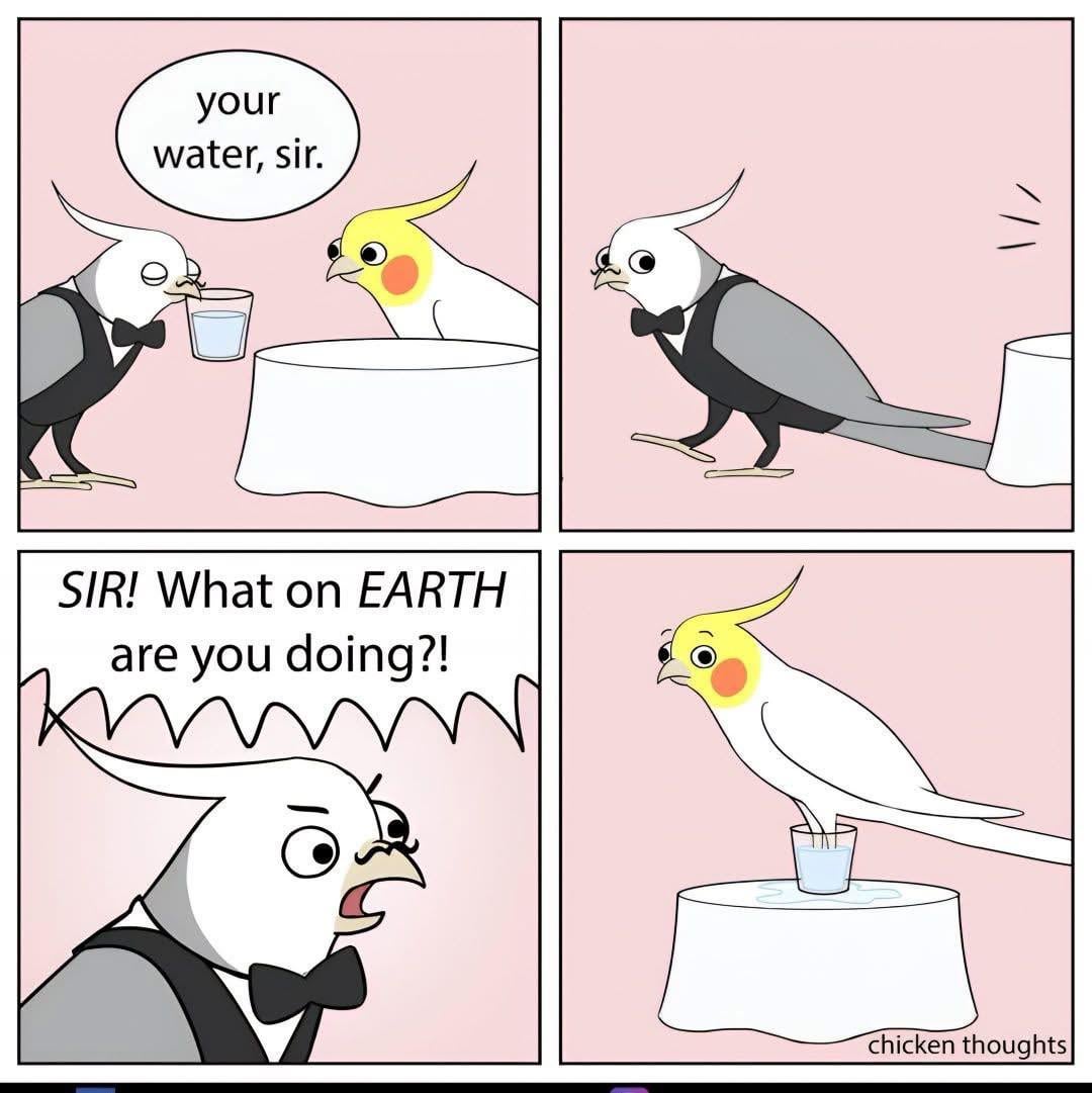What to Do When My Pet Bird Died