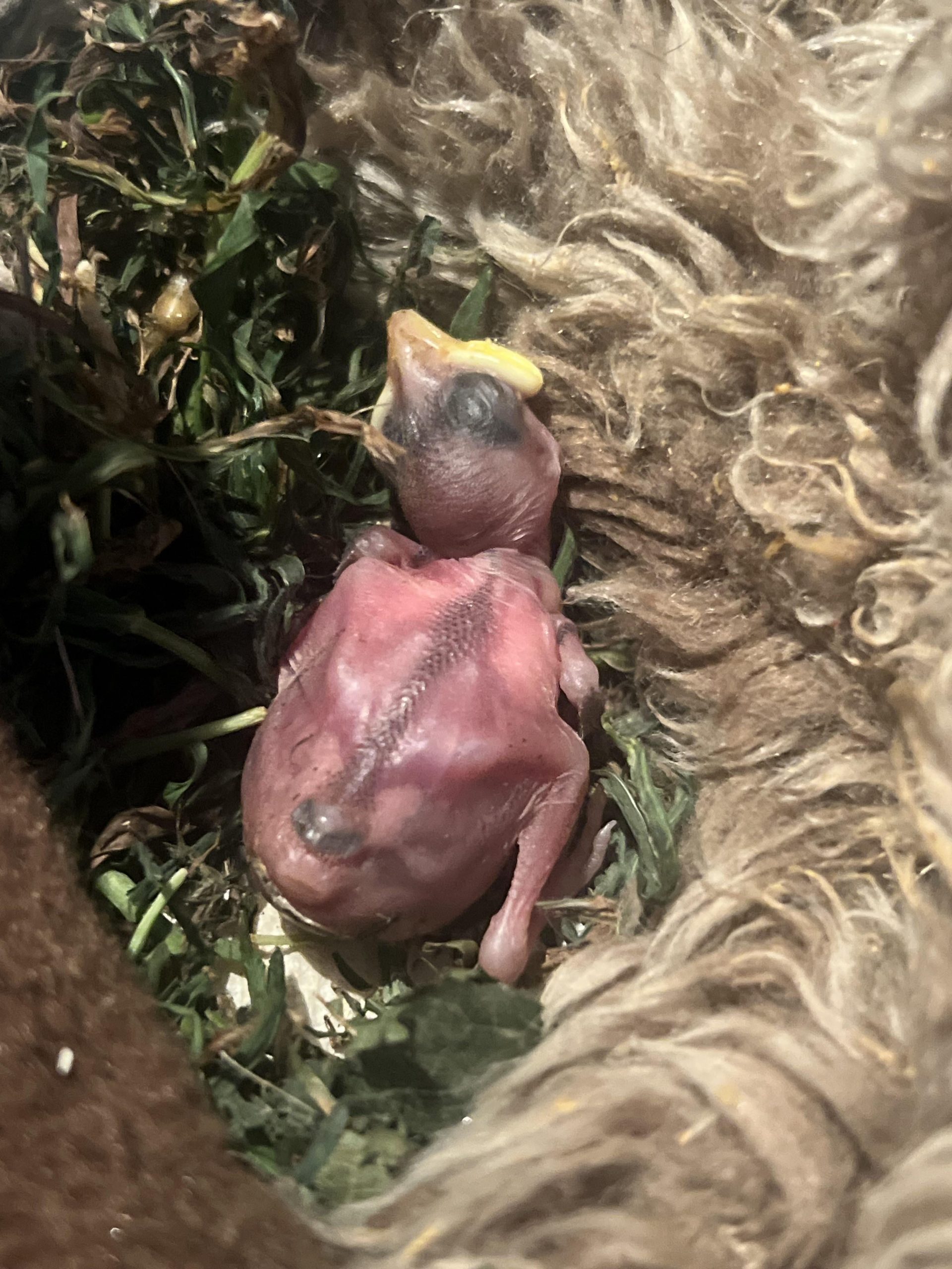 What to Feed a Baby Nestling Bird Without Feathers