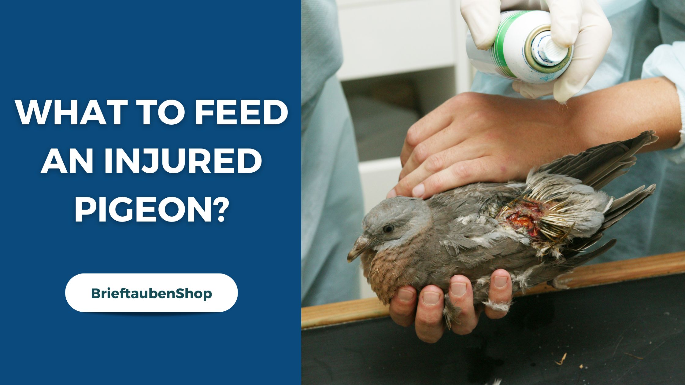 What to Feed a Wild Injured Bird