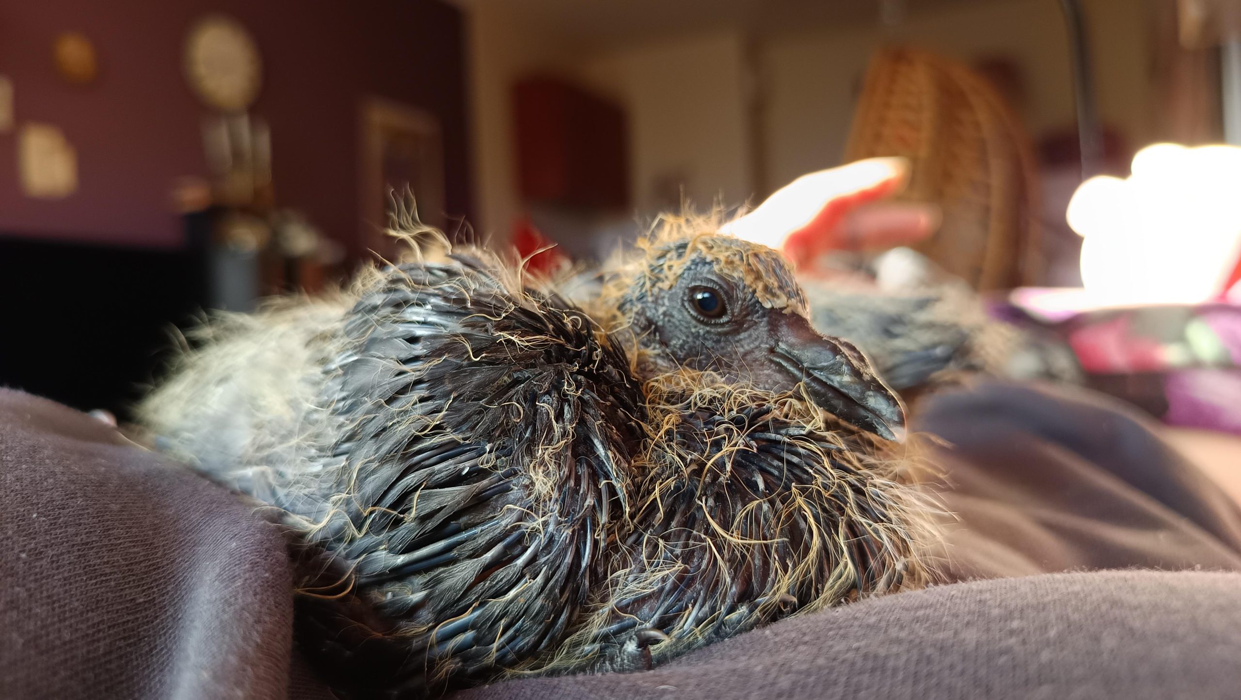 What to Feed Baby Birds That Have Been Abandoned