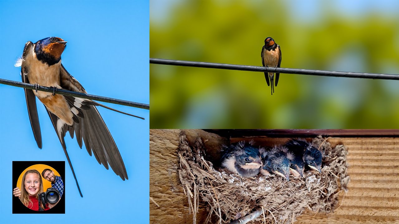 What to Feed Baby Swallows Birds