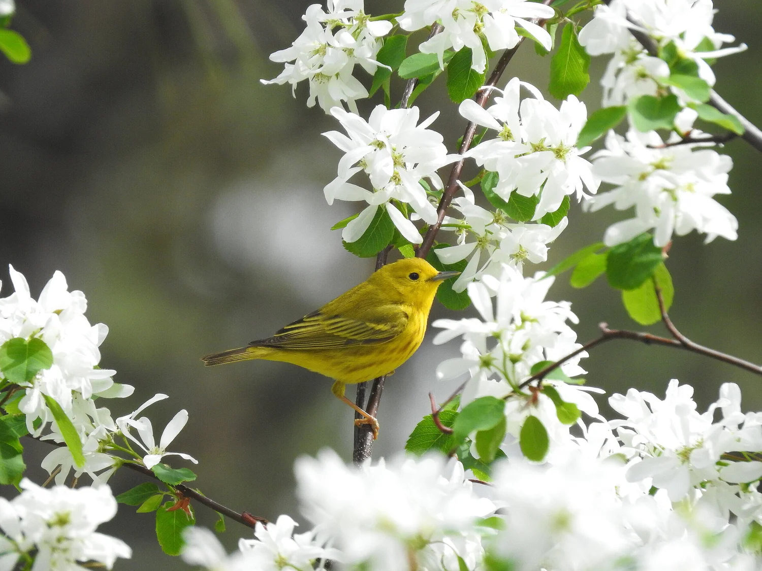 What to Feed Backyard Birds Spokane