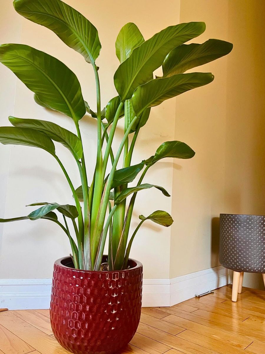 What to Feed Bird of Paradise Plant