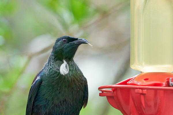 What to Feed Birds in Winter Nz