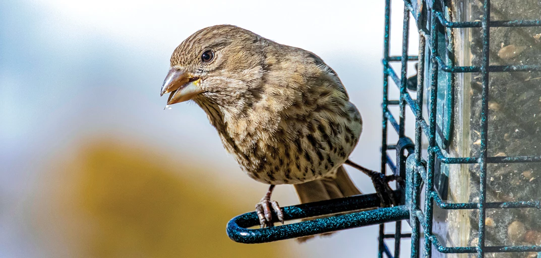 What to Feed Birds to Kill Them