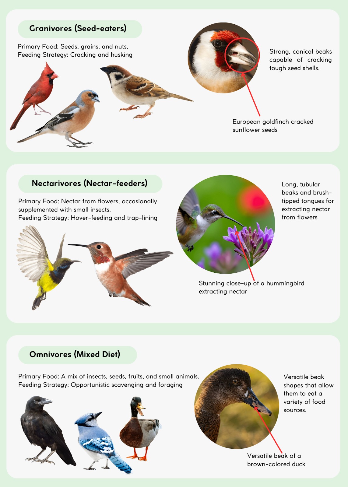 What to Feed Garden Birds in South Africa