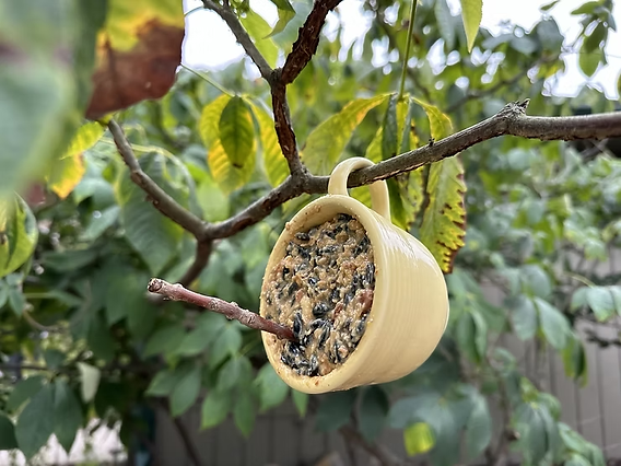 What to Feed Garden Birds in the Winter