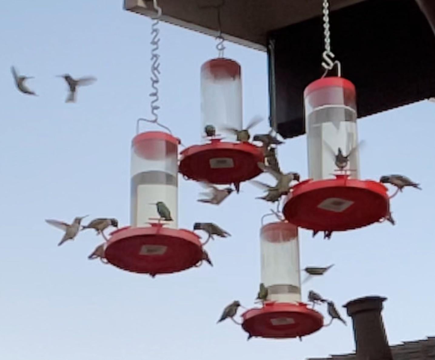 What to Feed Orlore Birds