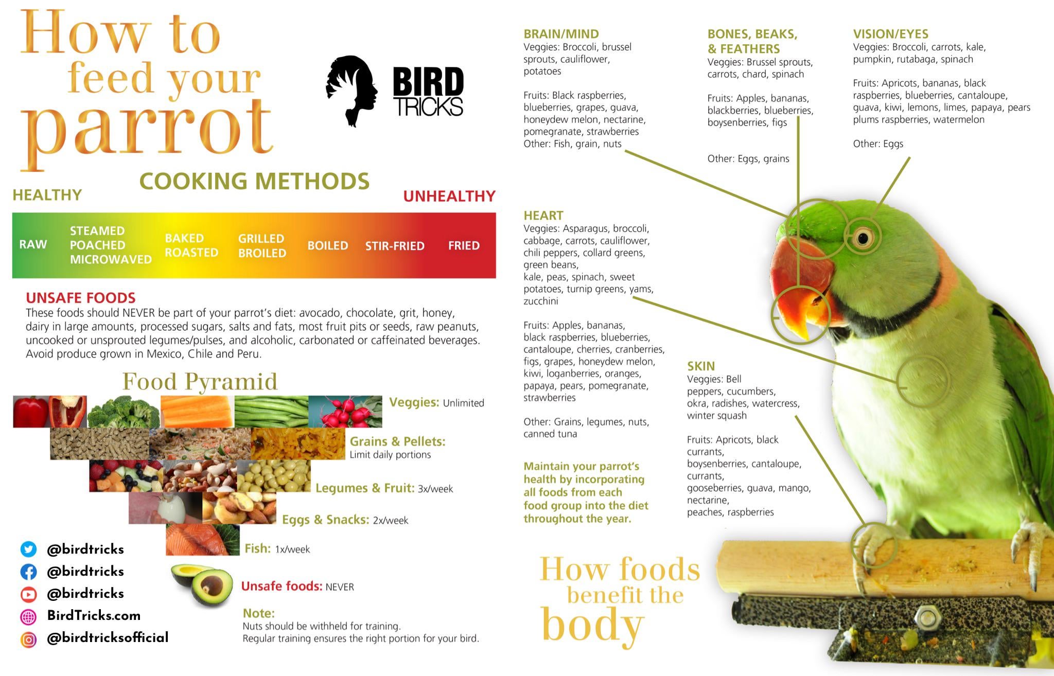 What to Feed Pet Bird Cooked Bird Food